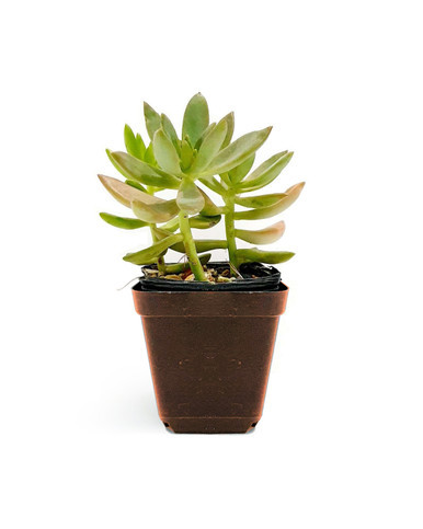 Graptosedum "California Sunset"