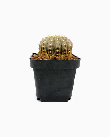 Gymnocalycium Ragonesei