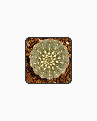 Gymnocalycium Ragonesei