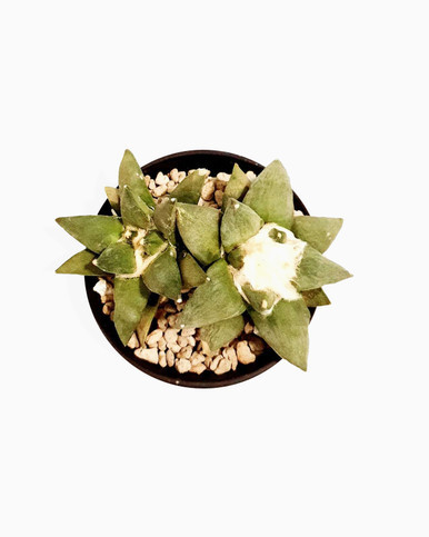 Ariocarpus Retusus 2 plants in one pot