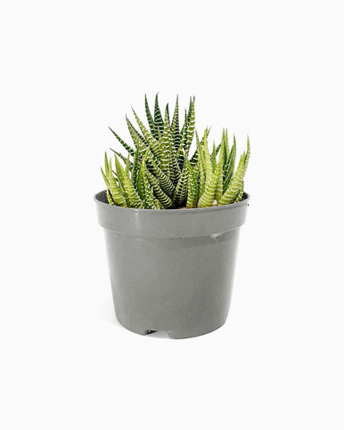 Haworthia Fasciata - Gray Pot