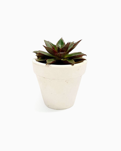 Echeveria Moranii