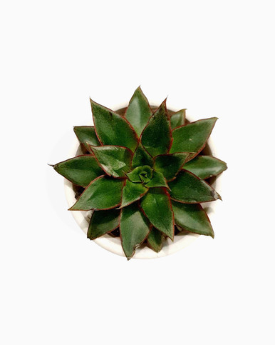 Echeveria Moranii