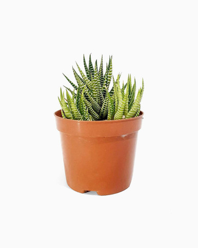 Haworthia Fasciata -Orange Pot