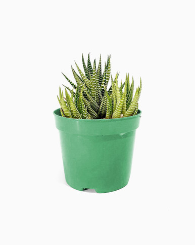 Haworthia Fasciata - Green Pot
