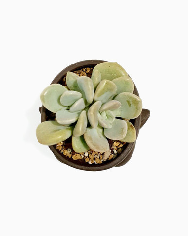 Graptopetalum 'Murasaki'