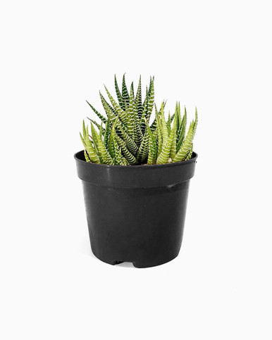 Haworthia Fasciata - Black Pot