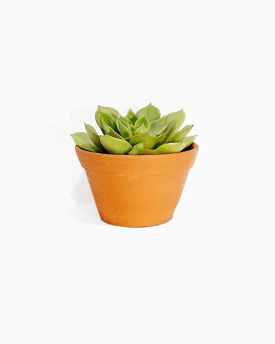 Echeveria "Green Rose"