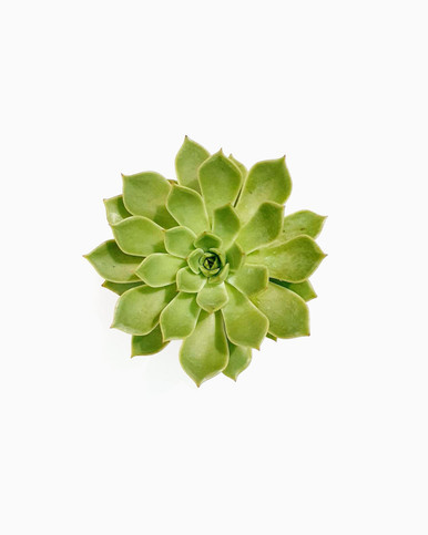 Echeveria "Green Rose"