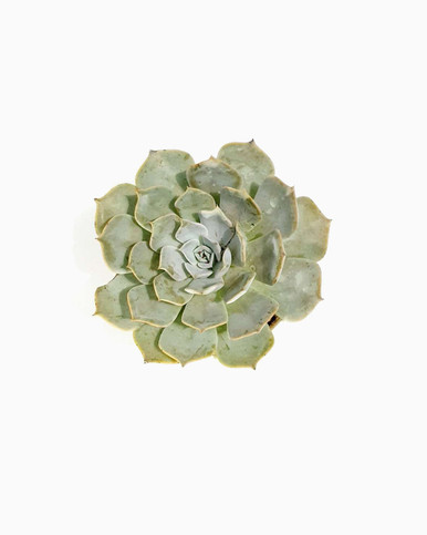 Sempervivum Heuffelii