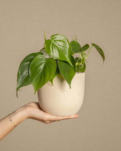 Pothos