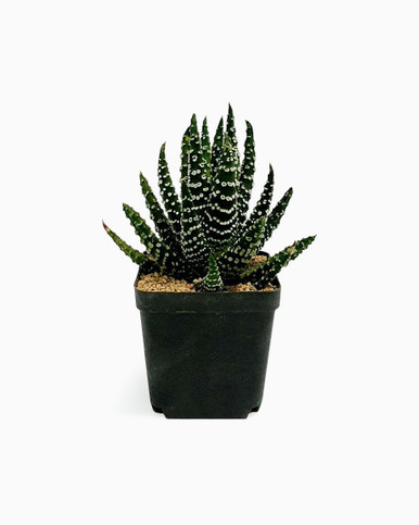Haworthia Coarctata F. Baccata - Small