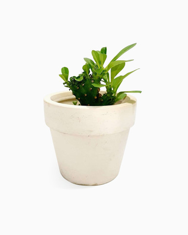 Euphorbia Milii Crested Small Size