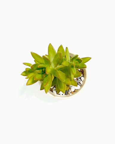 Graptosedum species - Small