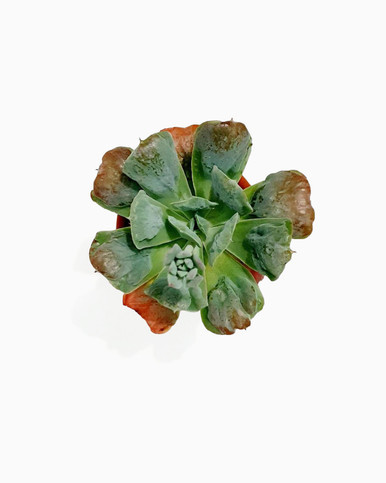 Echeveria 'Baron Bold' (DW)