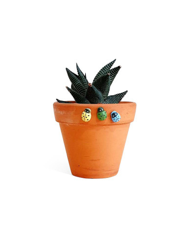 Haworthia Limifolia - Small size