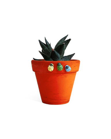 Haworthia Limifolia - Small size