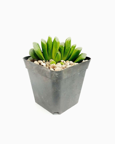 Haworthia truncata lime green