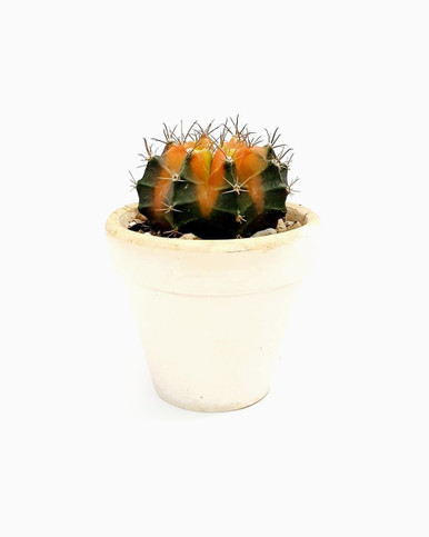 Gymnocalycium Mihanovichii Variegata