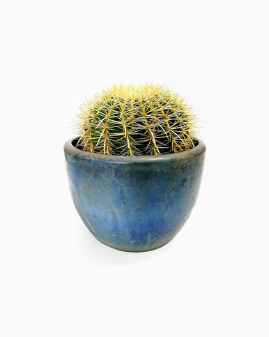 Barrel Cactus