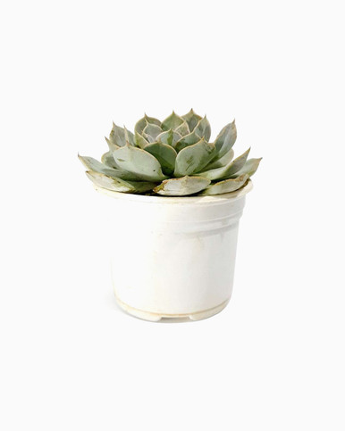 Sempervivum Heuffelii