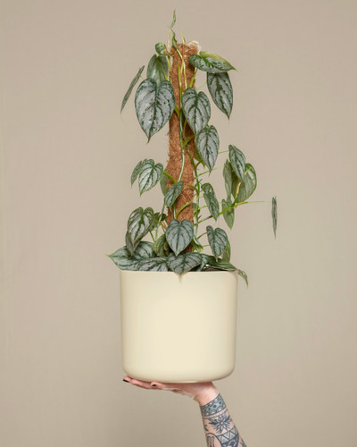 The Cylinder by Modern Botany