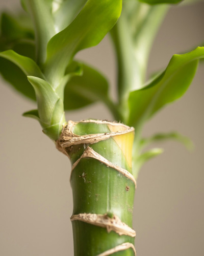 Dracaena