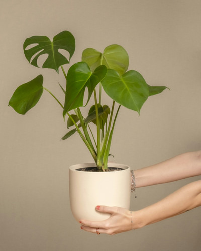Monstera