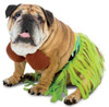 Funny Zelda Wisdom Hula Dog Pet Costume Halloween Bra Skirt Hawaii Hawaiian New