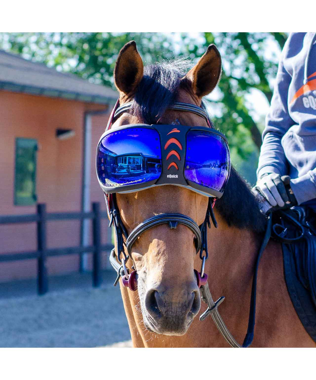 Horse Eye Protection: Essential Tips for Safety and Care