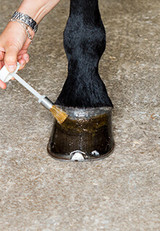 Topical Hoof Care