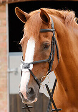 English Bridles