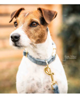 Kentucky Horsewear Velvet Dog Collar.