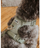 Dexypaws No-Pull Dog Harness Larger Dog, lifestyle.