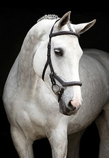 English Horse Tack