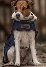 Dogs