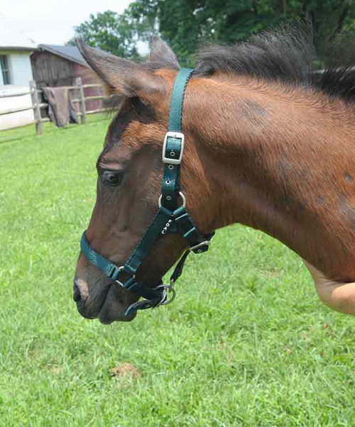 Cushion Web Foal Halter| Halters|Brand: Silverline