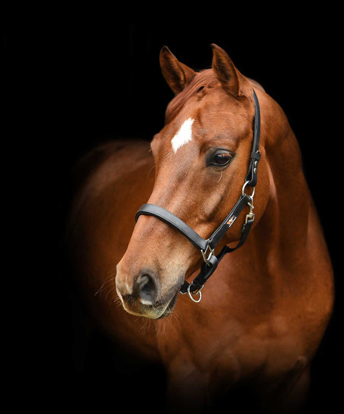 Horse wearing the Equilibrium Stellar PVC Safety halter.