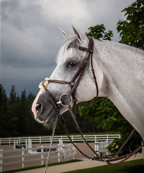 Grey horse wearing the Dy'on Figure 8 bridle.