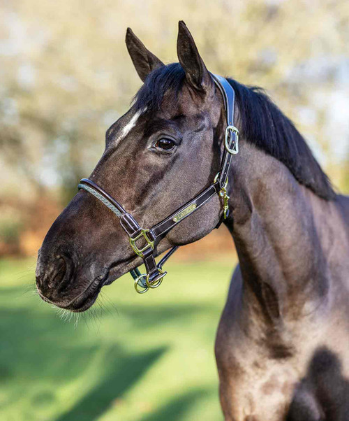 LeMieux Rope Control Halter.