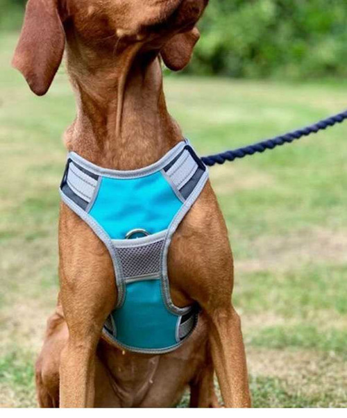 Henry Wag Travel Harness, Lifestyle.