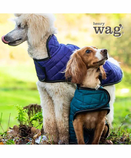 Henry Wag Quilted Dog Jacket in Purple or Teal.