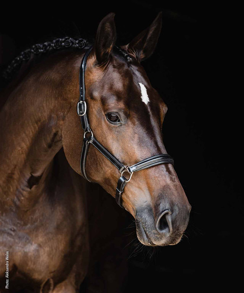 Schockemohle Sports SP Ulm Pro Leather Halter.