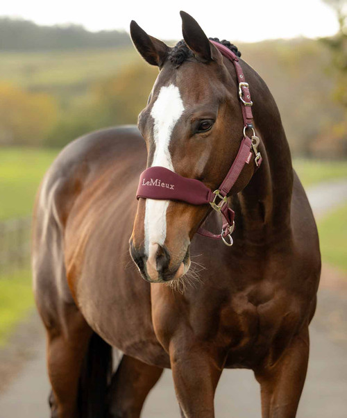 LeMieux Breakaway Vogue Halter and Lead FW26, Bramble, horse.