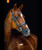 Schockemohle Malibu Anatomic Bridle.