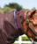 CLEAROUT-Weatherbeeta Ultra Cozi II Detach-A-Neck Heavy Turnout Blanket