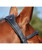 Collegiate Comfitec Training Bridle with anatomic crown.