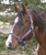 Economy Halter| Halters|Brand: Western Rawhide