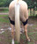 Fenwick Liquid Titanium Hock Boots, back.