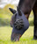 LeMIeux Bug Relief Fly Mask Long with Ears, Navy.